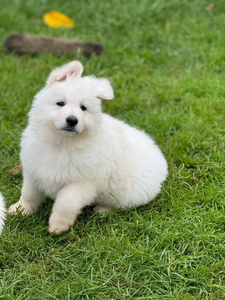 chiot Berger Blanc Suisse Du Regard Des Blancs