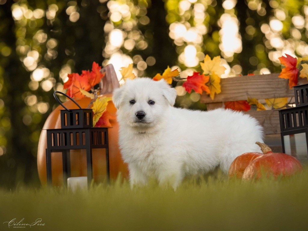 Du Regard Des Blancs - Chiot disponible  - Berger Blanc Suisse