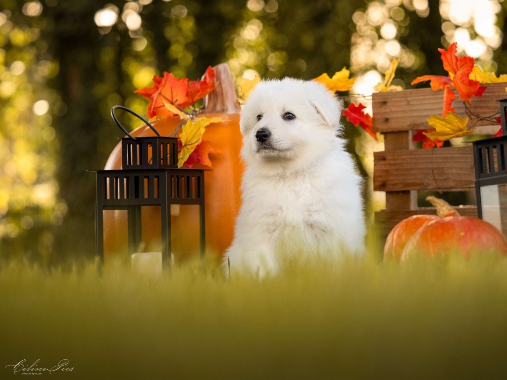 Du Regard Des Blancs - Chiot disponible  - Berger Blanc Suisse